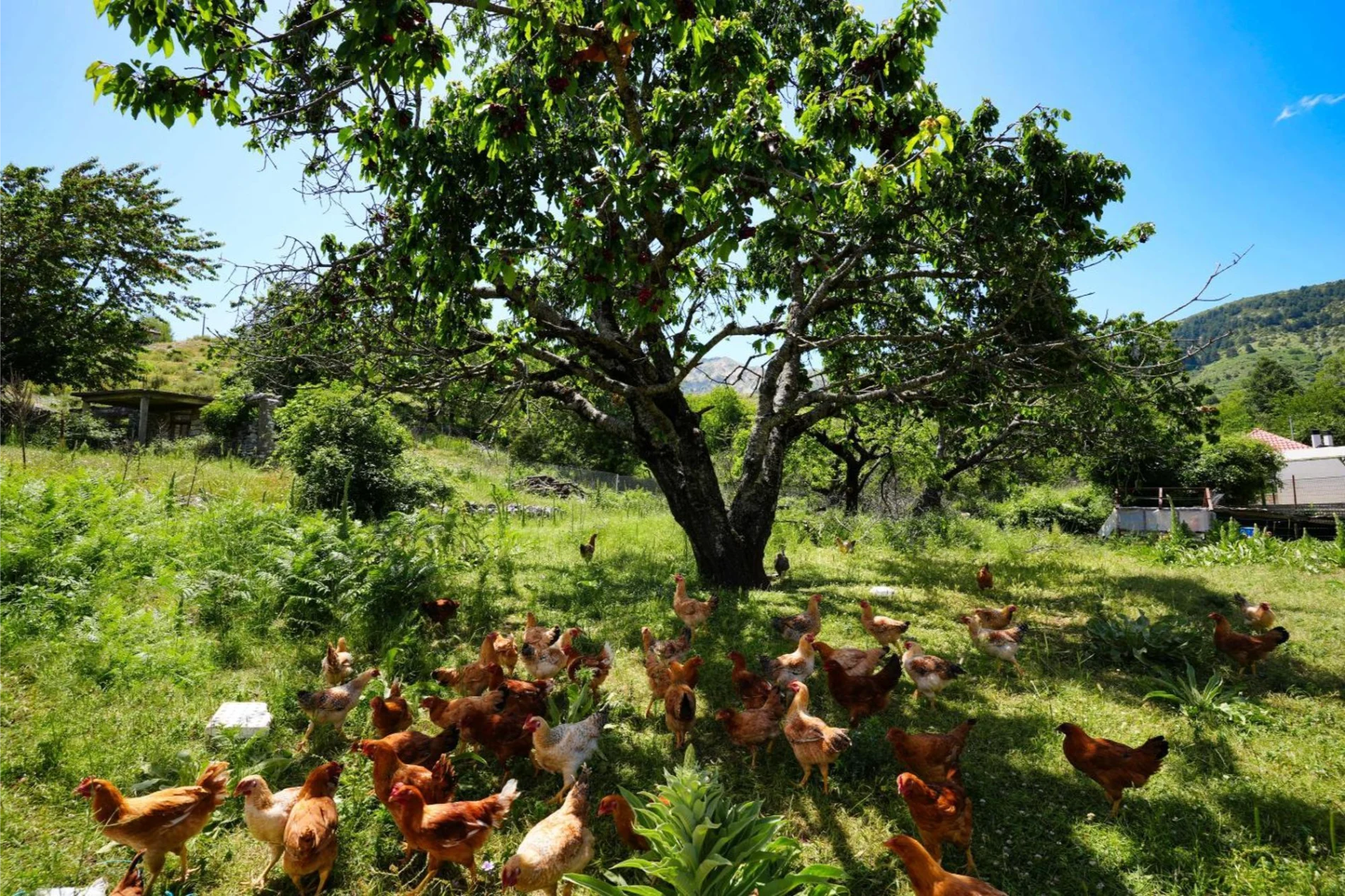 agroturizem-dr-bizhga-gusmar-photo-30